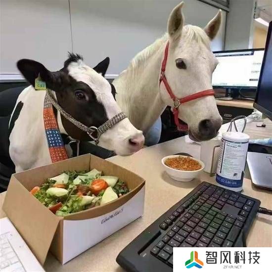 本站
